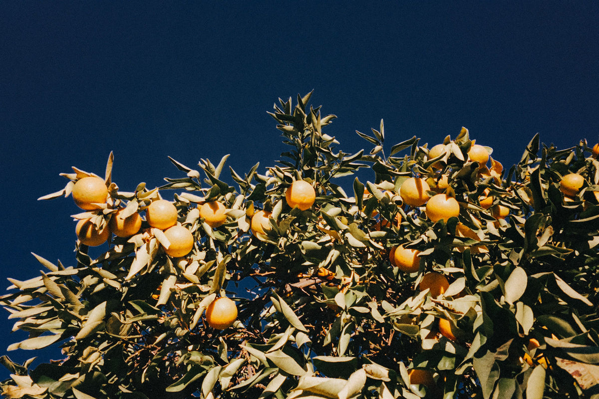 Oranges on a tree against a clear blue sky