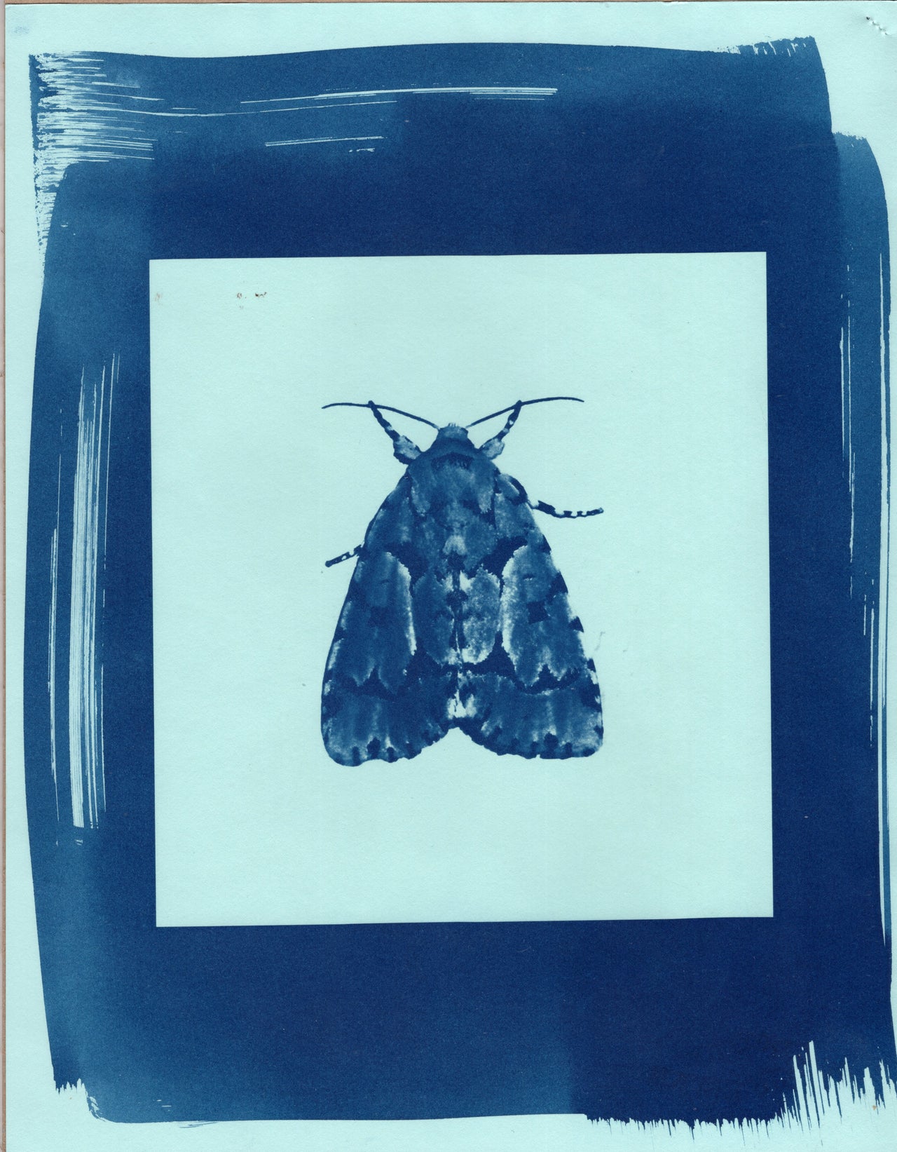 Moth, 2025 | Original Cyanotype Print | Ready to Ship