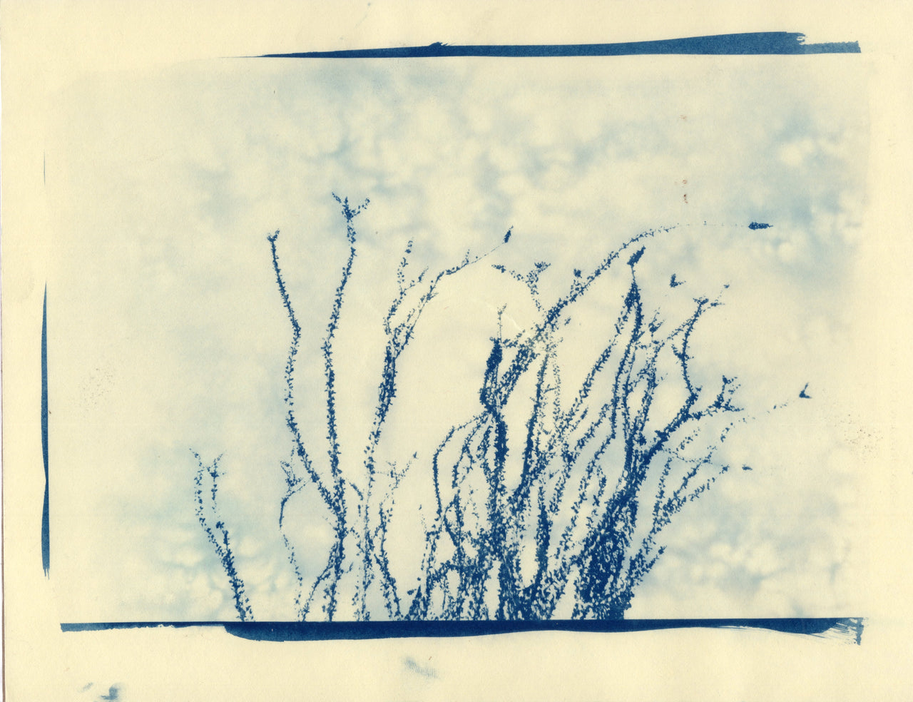 Ocotillo, 2025 #2 | Original Cyanotype Print | Ready to Ship
