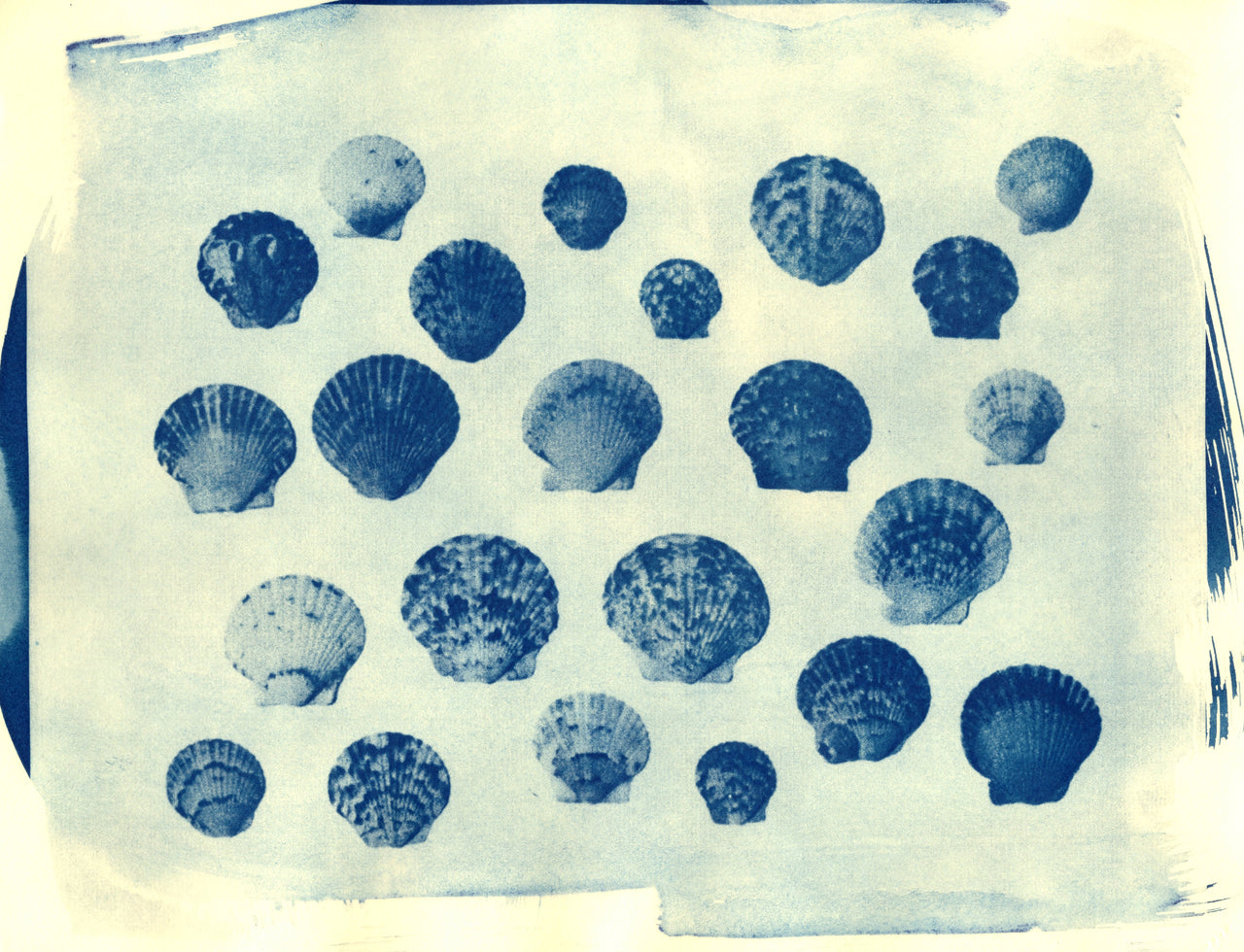 Scallop Shells, 2026 | Original Cyanotypes | Ready to Ship
