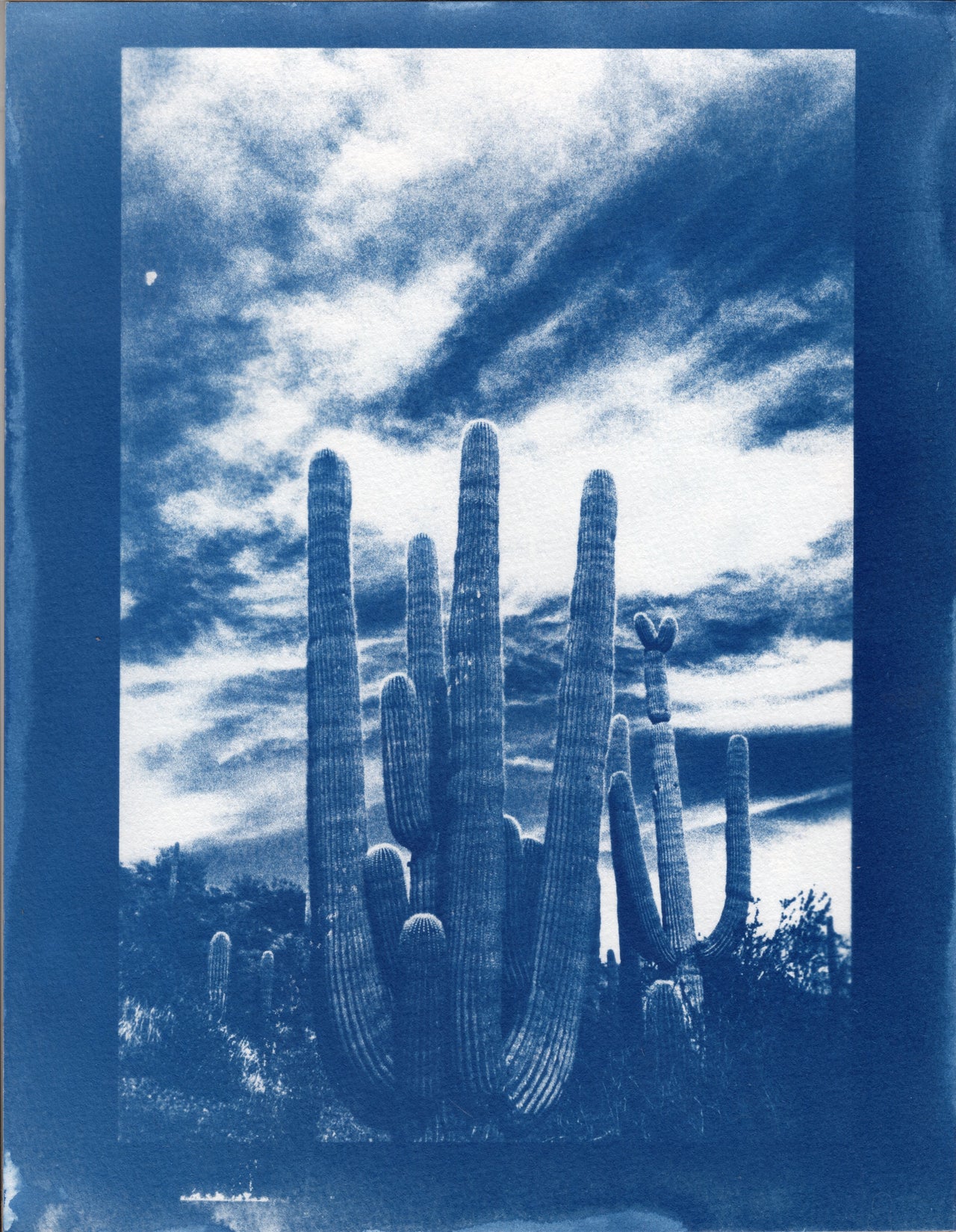 Saguaro #2 | Original Cyanotype Print | Ready to Ship