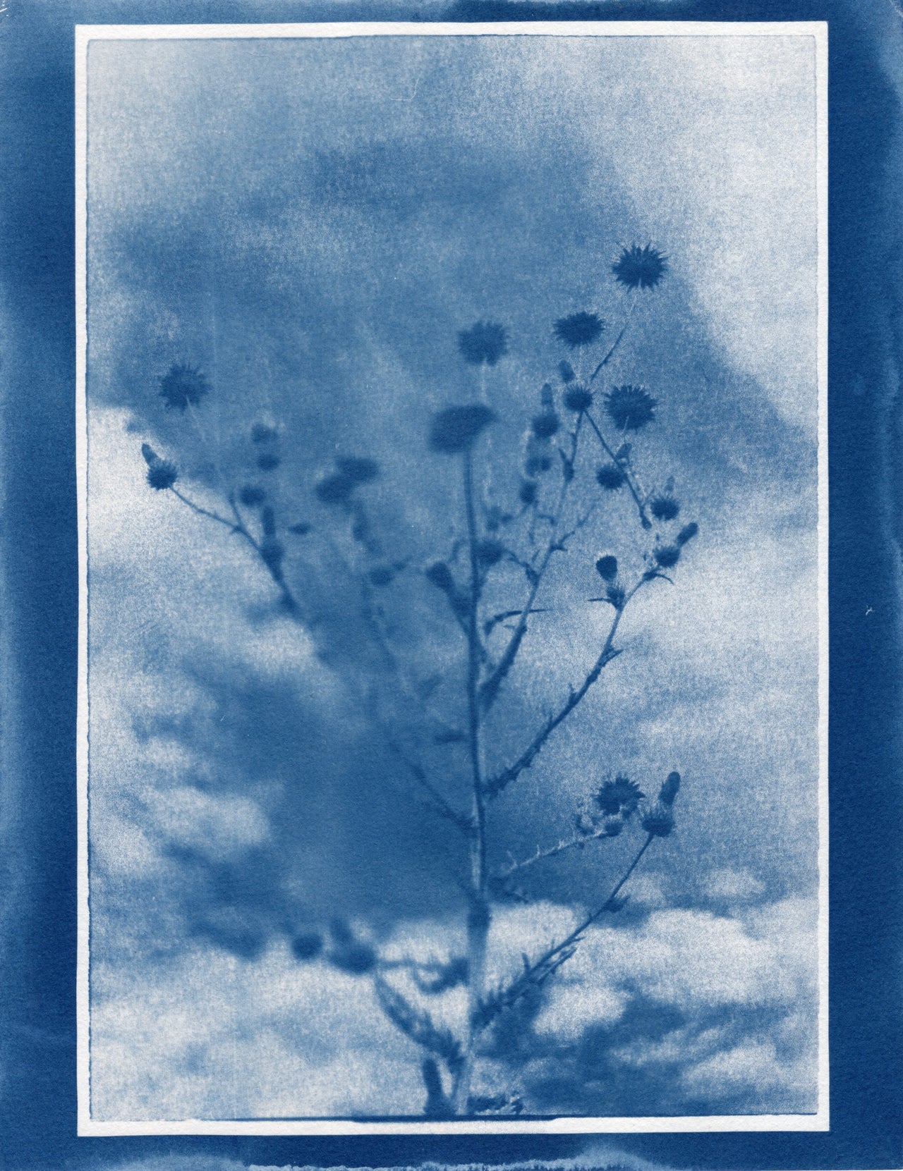 Milk Thistle, 2026| Original Cyanotype | Ready to Ship