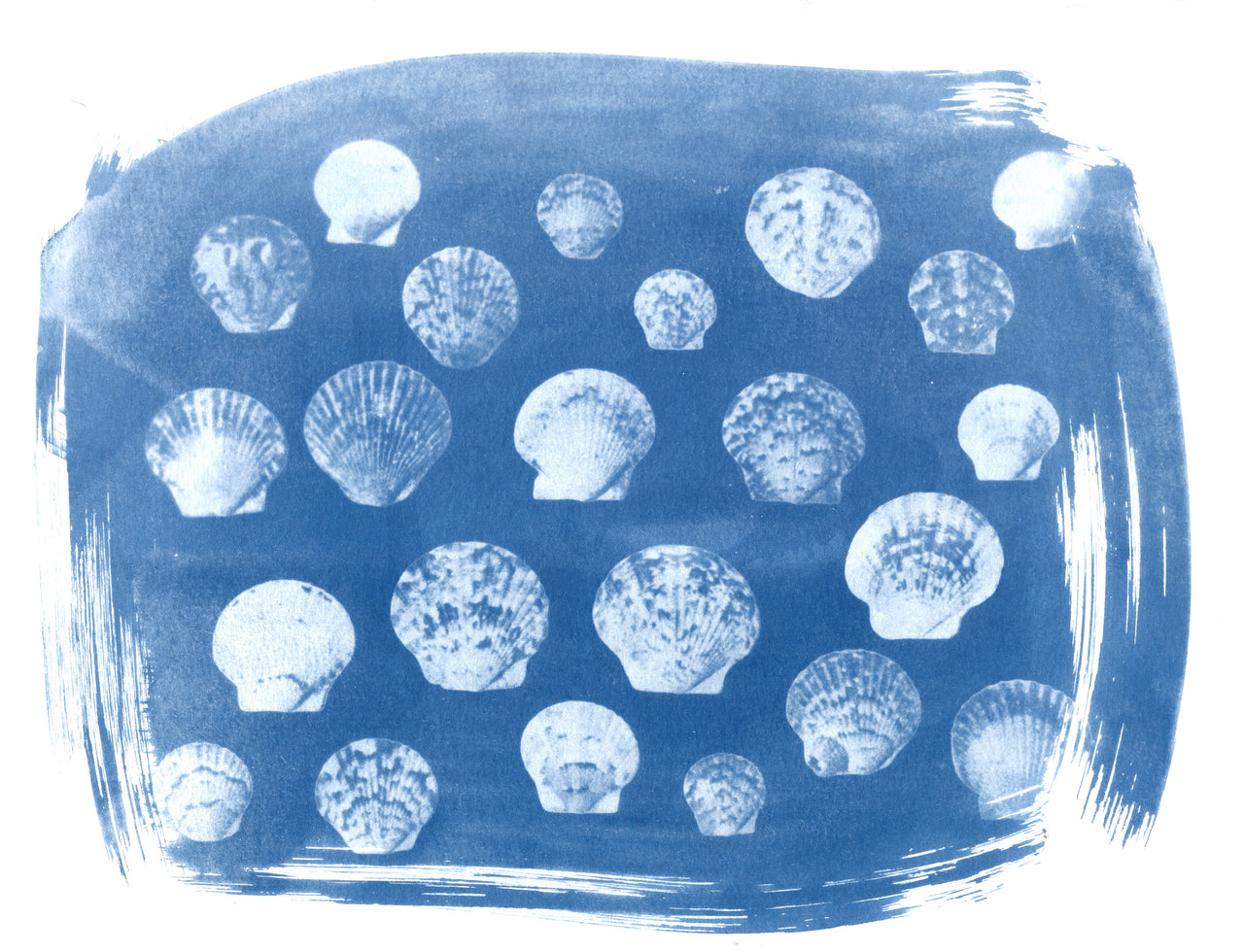 Scallop Shells, 2026 | Original Cyanotypes | Ready to Ship