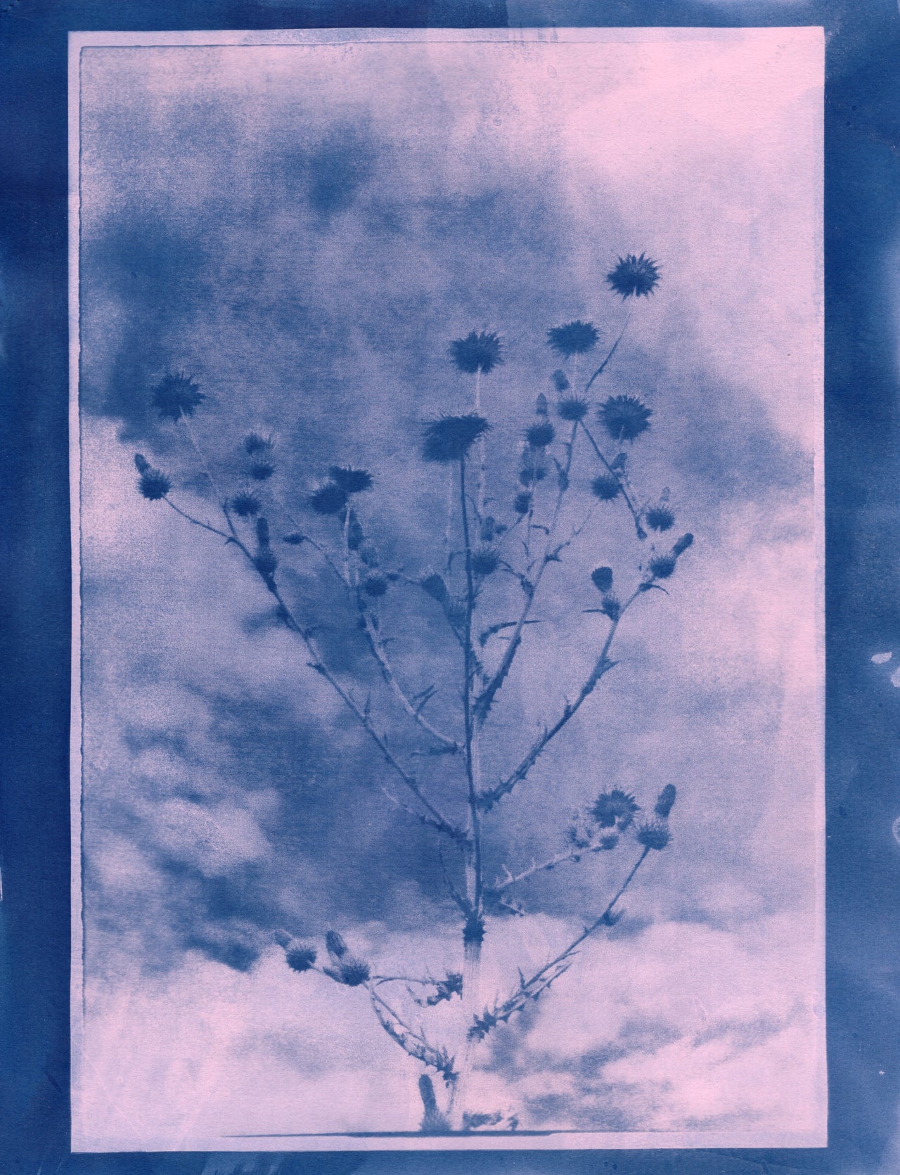 Milk Thistle, 2026| Original Cyanotype | Ready to Ship