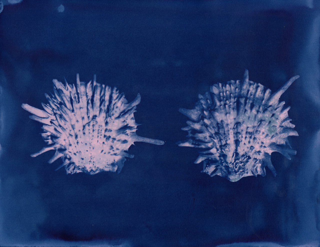 Spiny Scallop, 2026 | Original Cyanotypes | Ready to Ship