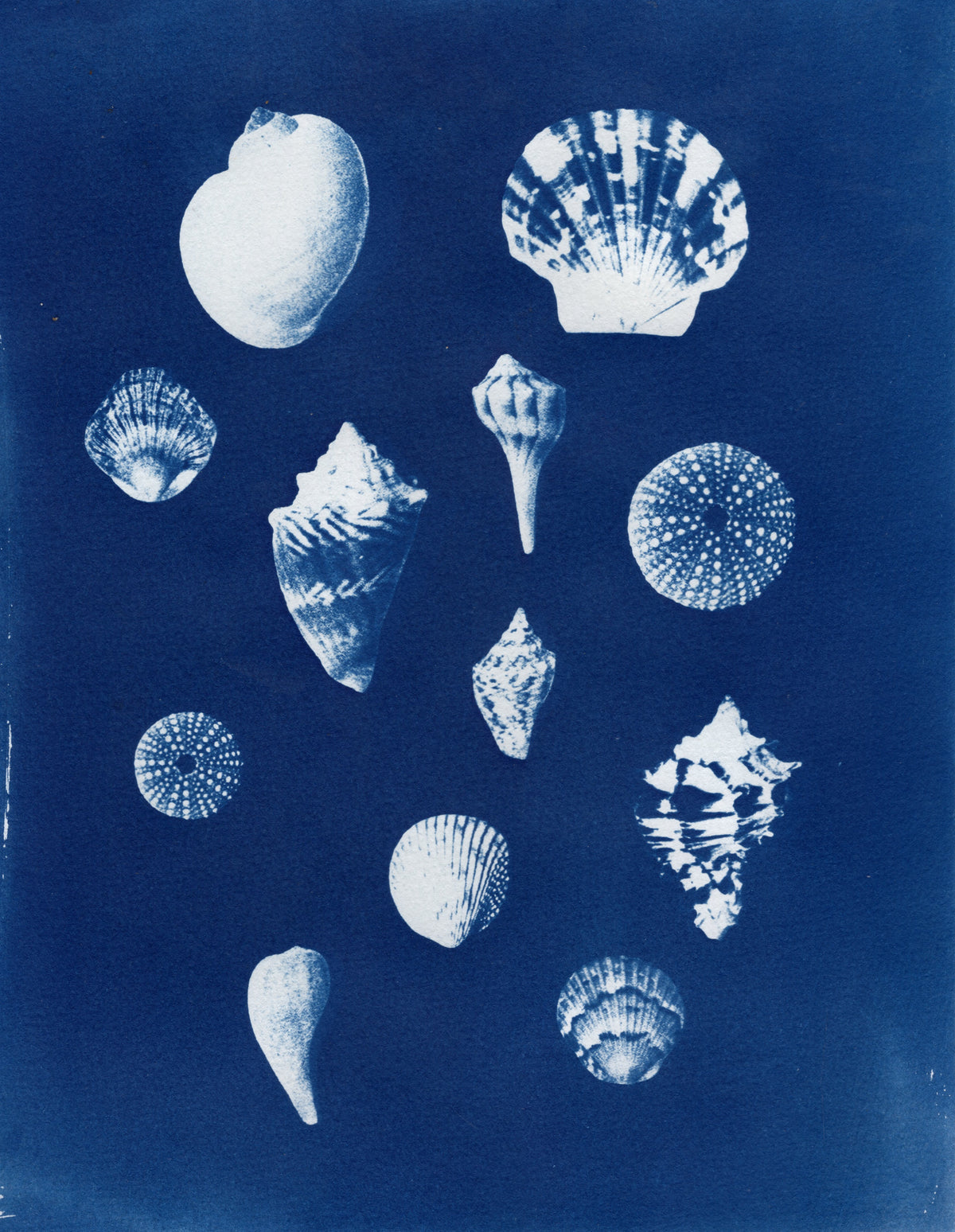 Sea Shells #3, 2026, Variations | Cyanotype Prints | 8.5x11"