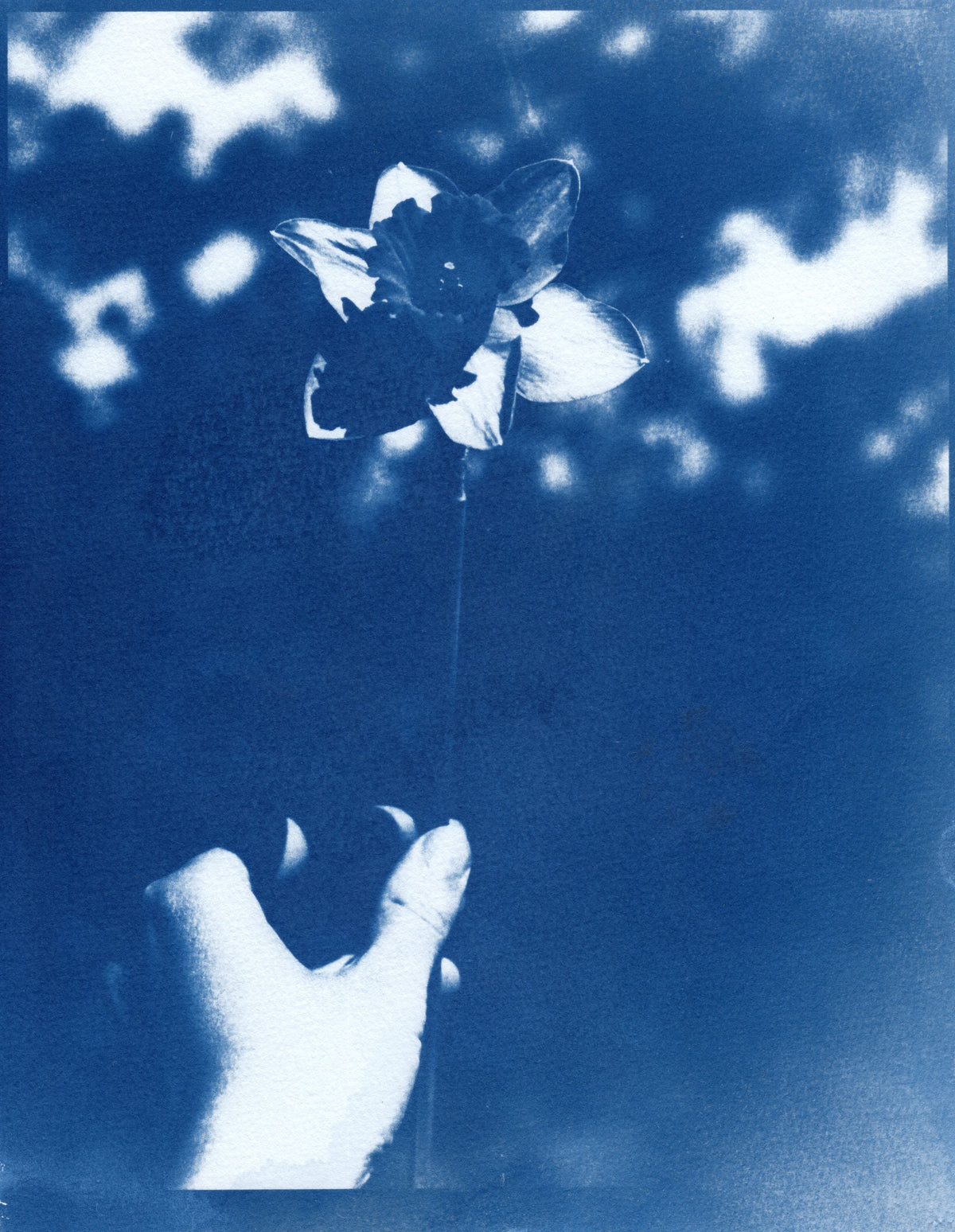 Daffodil, 2023 | Original Cyanotype Print | 8.5x11"