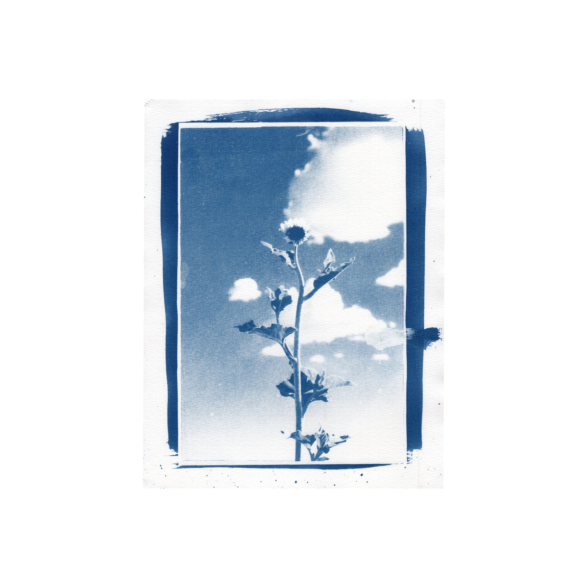 Sunflower, 2026 | Cyanotype Print | 8.5x11"