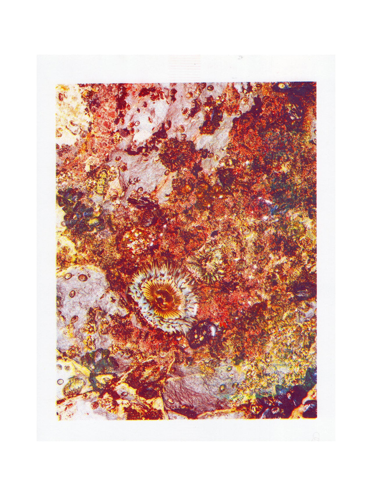 Kingtide, #6 | Risograph