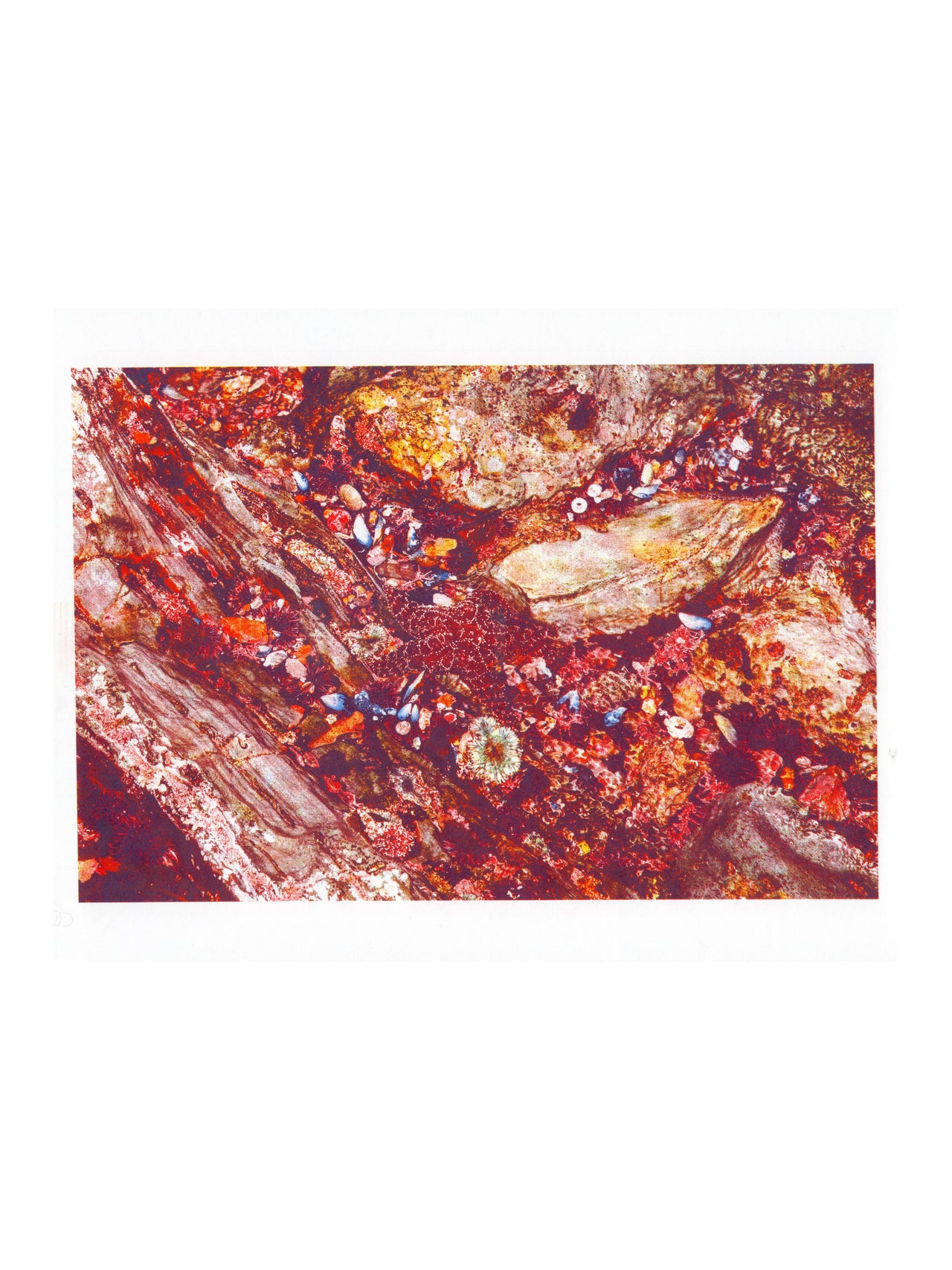 Kingtide, #7 | Risograph