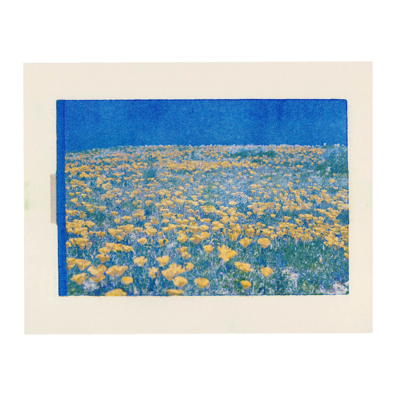 Poppy Fields, 2024. #2