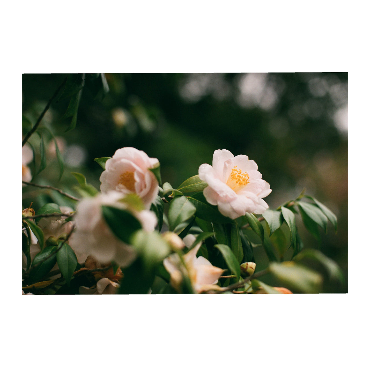 Camellia, 2022.