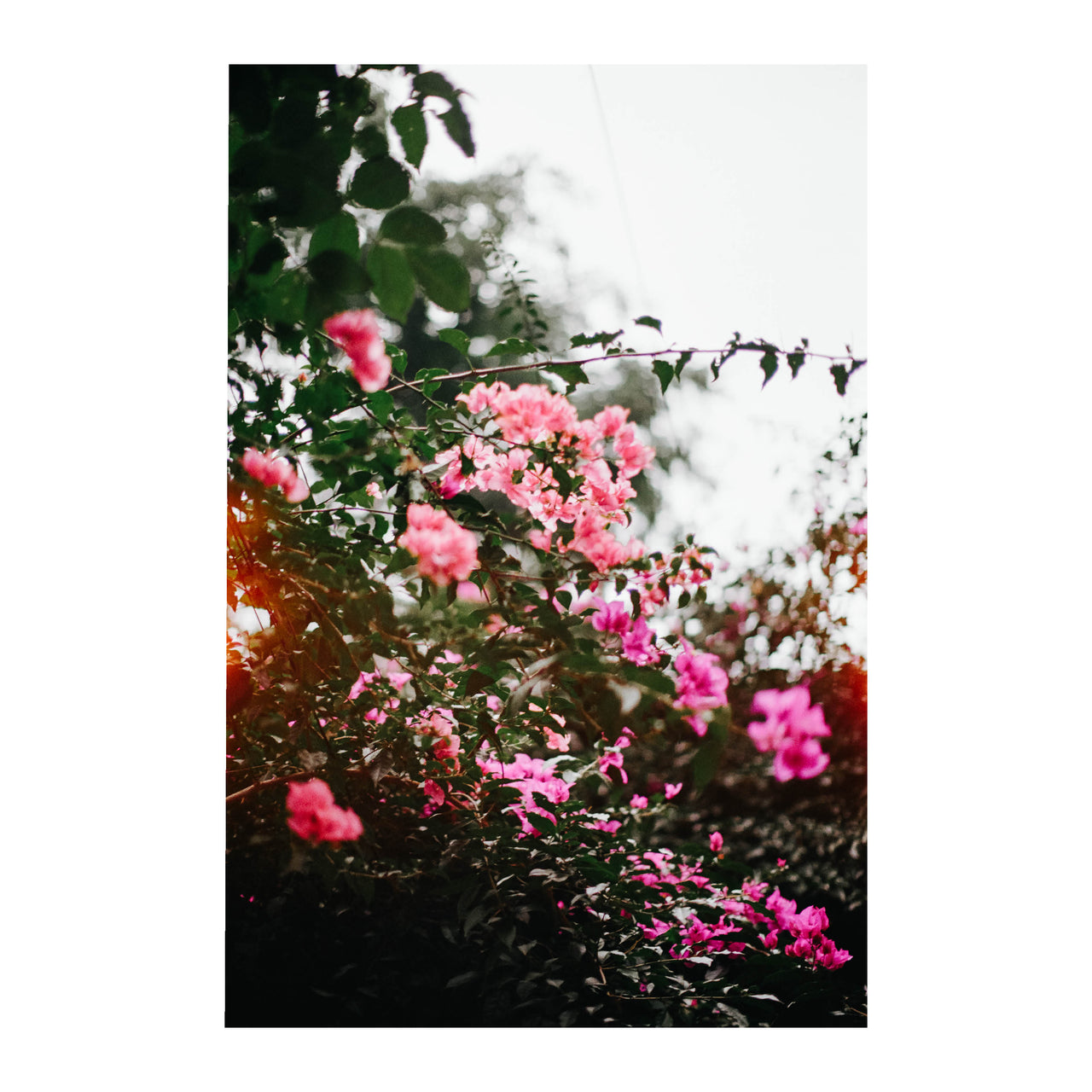 Mexico City Bougainvillea, 2024.