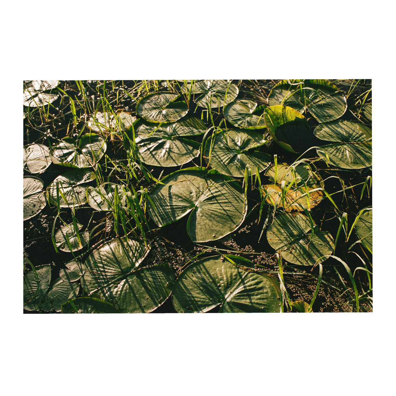 Lilies, 2024.