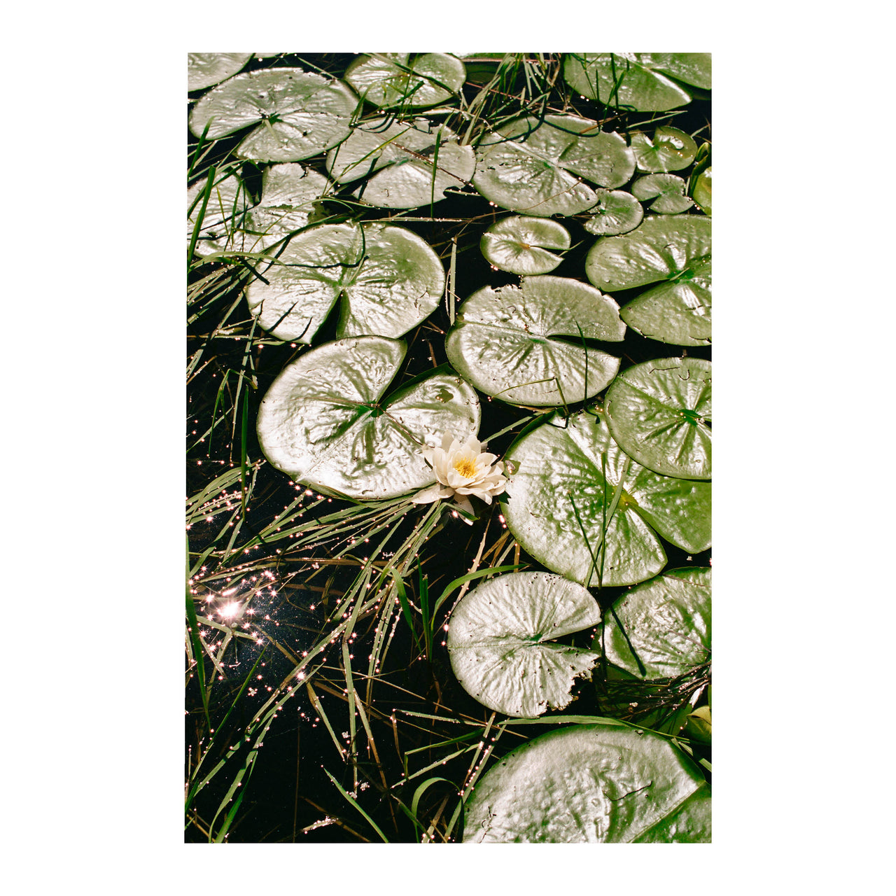 Lilies, #2 2024.