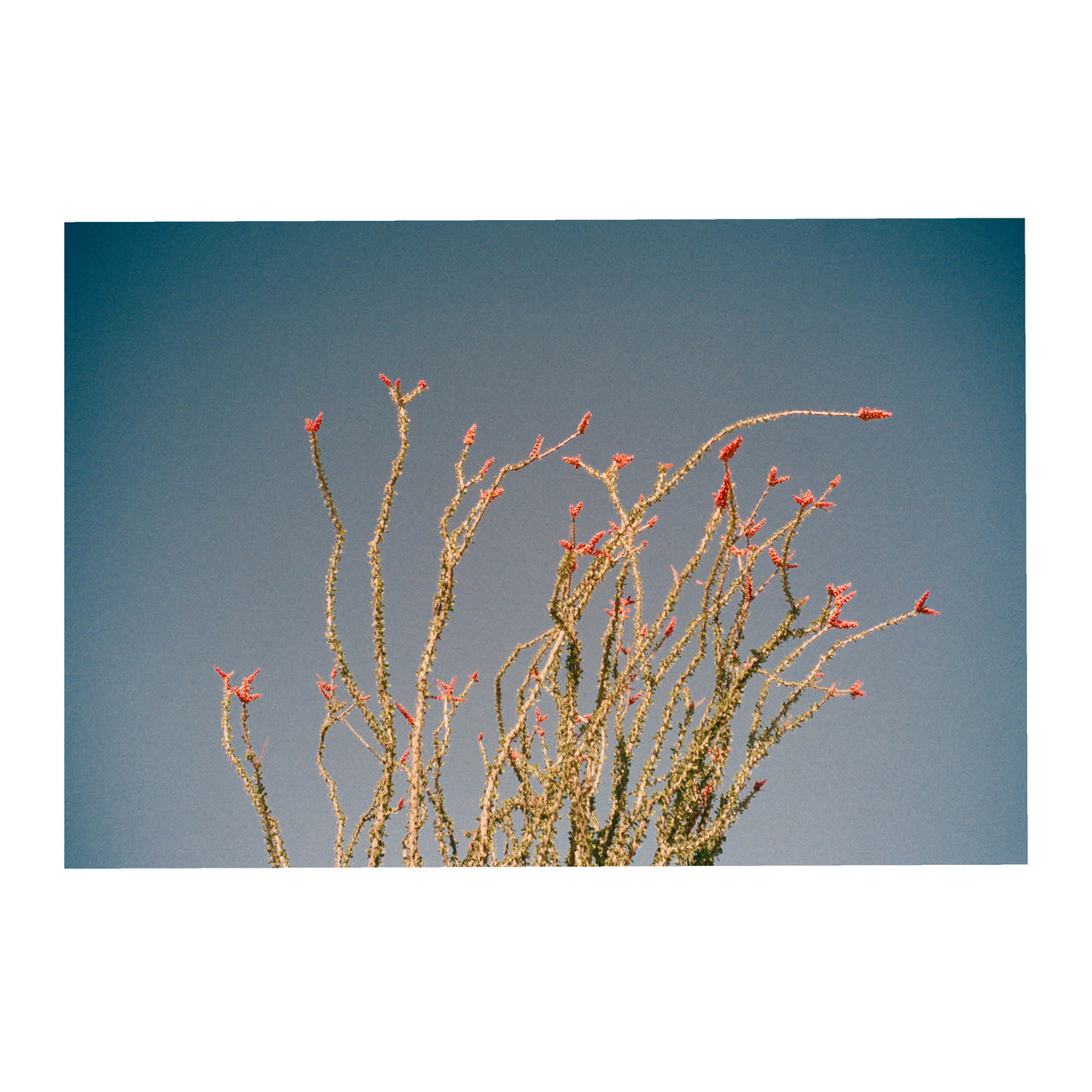 Ocotillo, #2 2024.