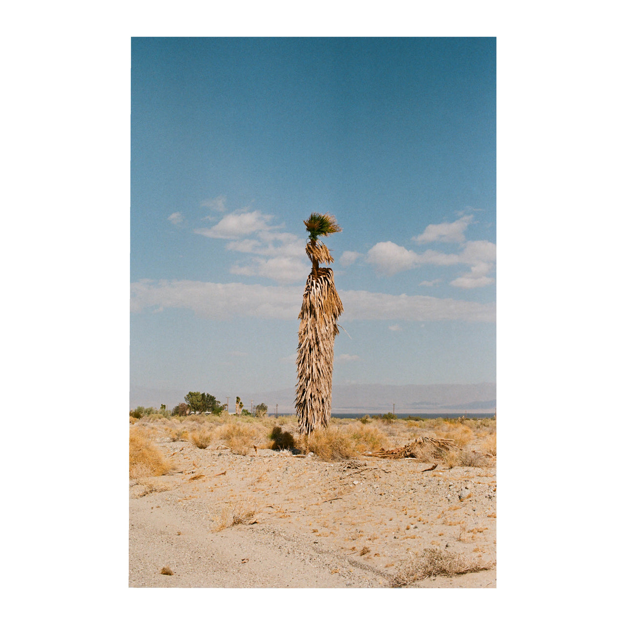 Salton Sea, #2 2024.