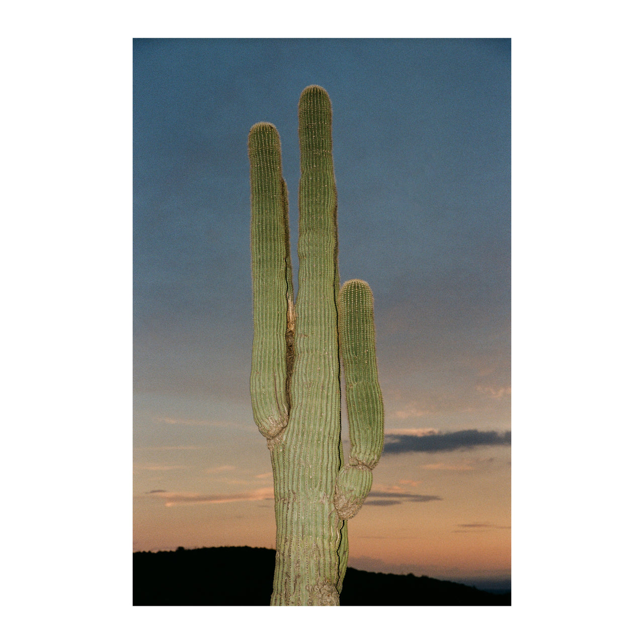 Sonoran Desert #40, 2023.