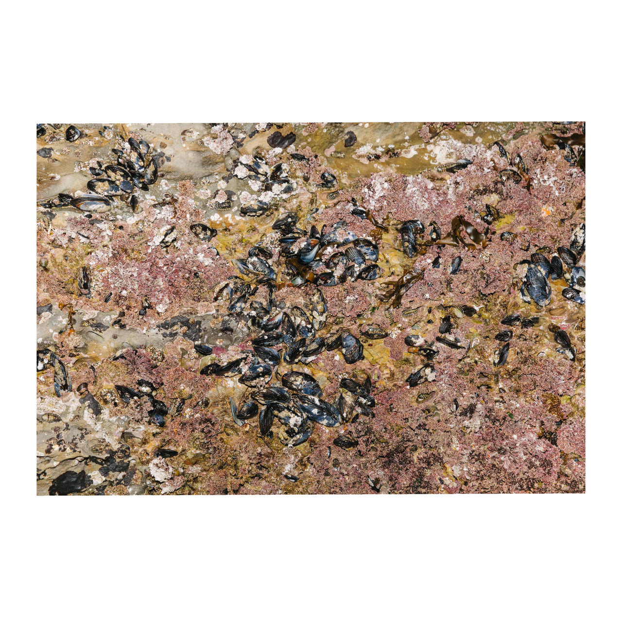 King Tide #5, 2025. Edition 1 of 15.