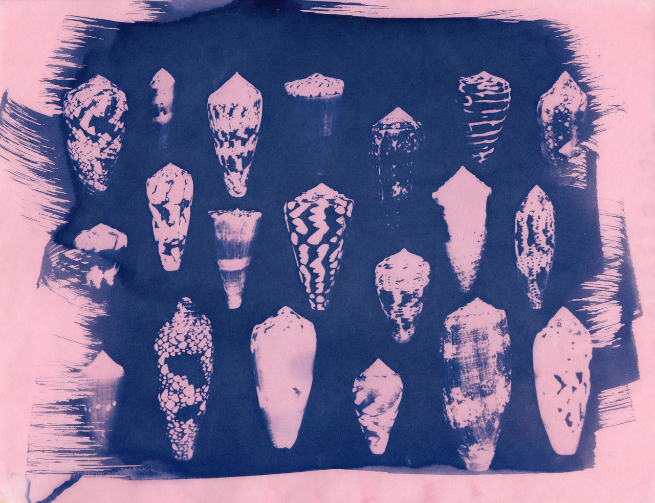 Sea Shells #1 | Original Cyanotypes | Ready to Ship