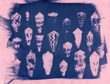 Sea Shells #1 | Original Cyanotypes | Ready to Ship