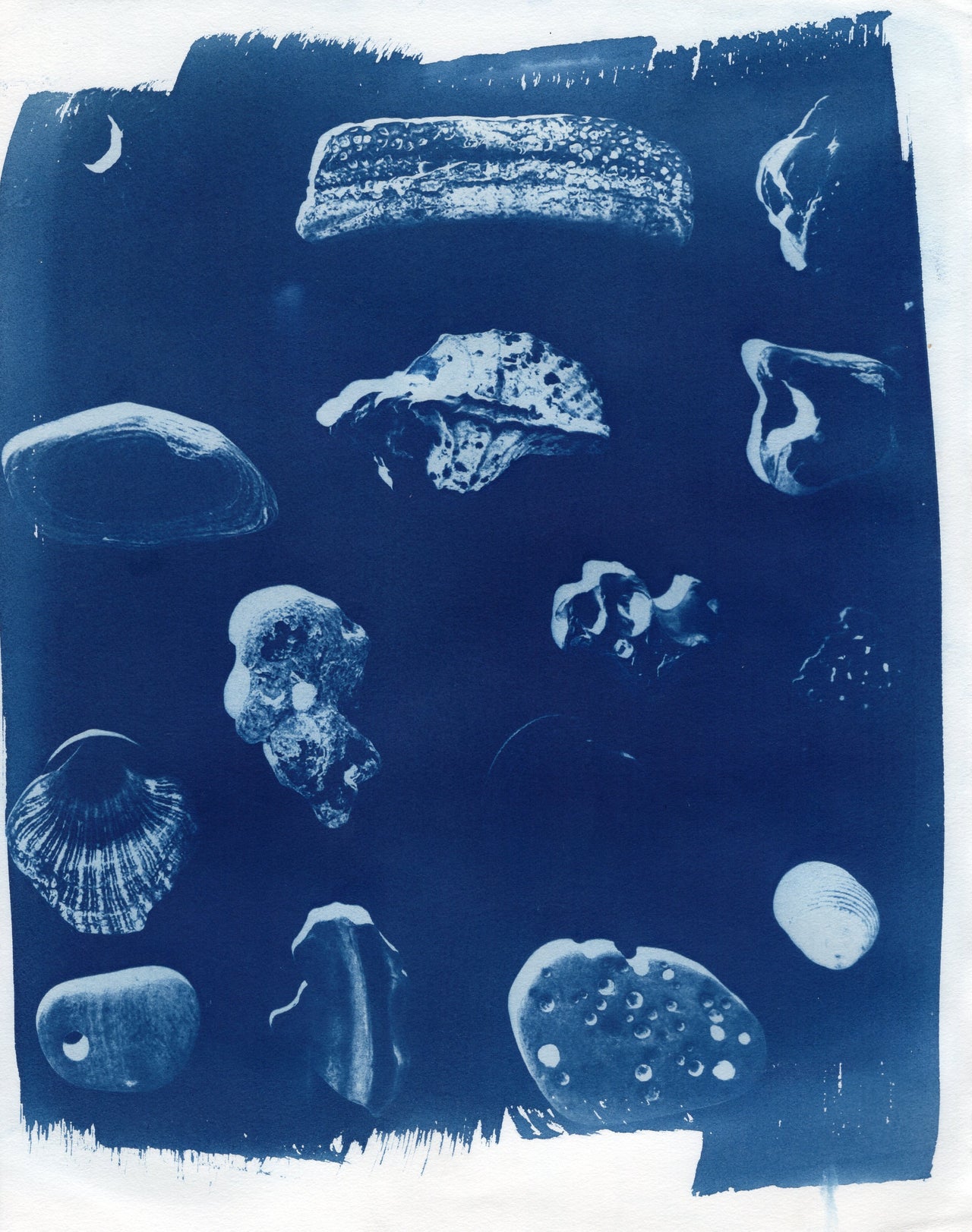 Theme: Sea Shells | Original Cyanotypes | Ready to Ship