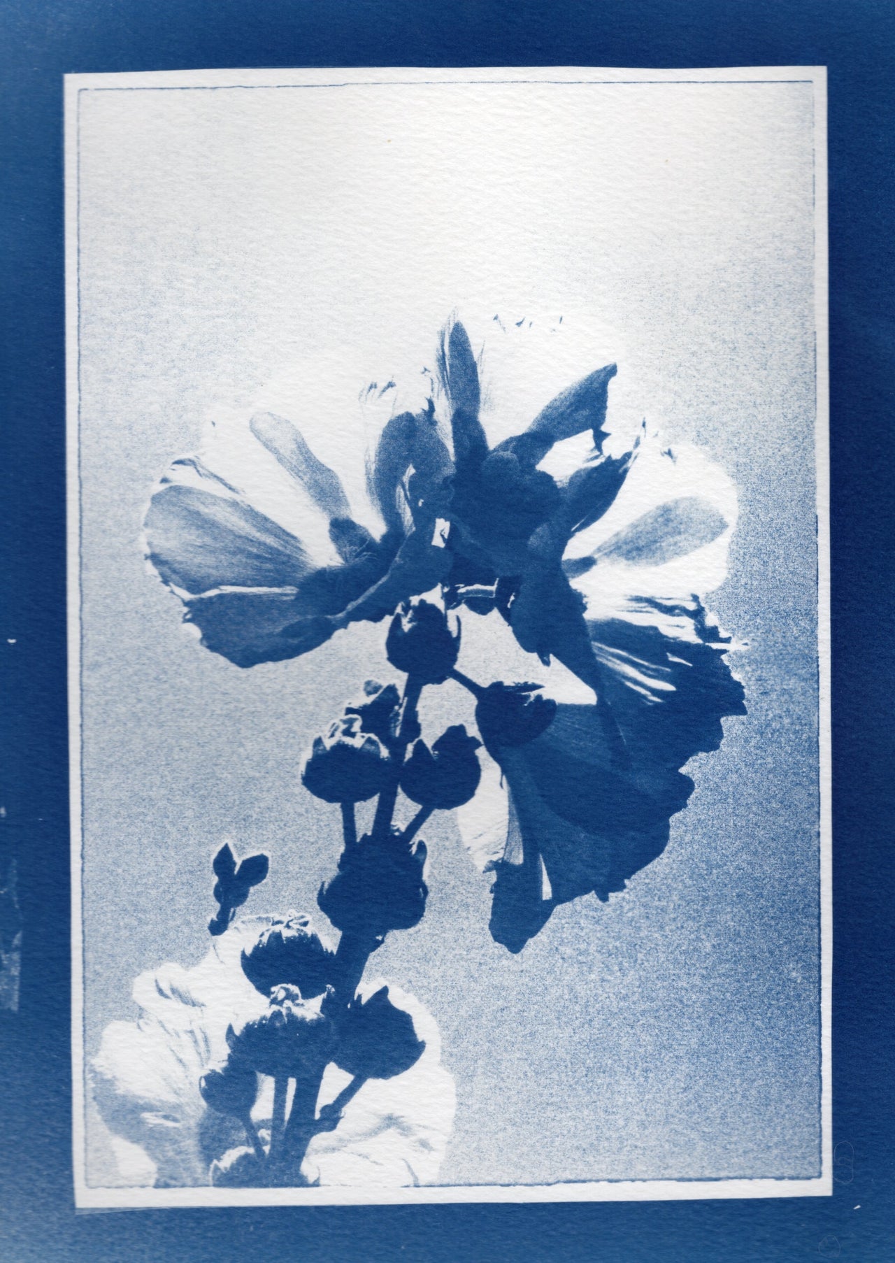 Hollyhock, 2025, Variations| Cyanotype Print | 8.5x11"