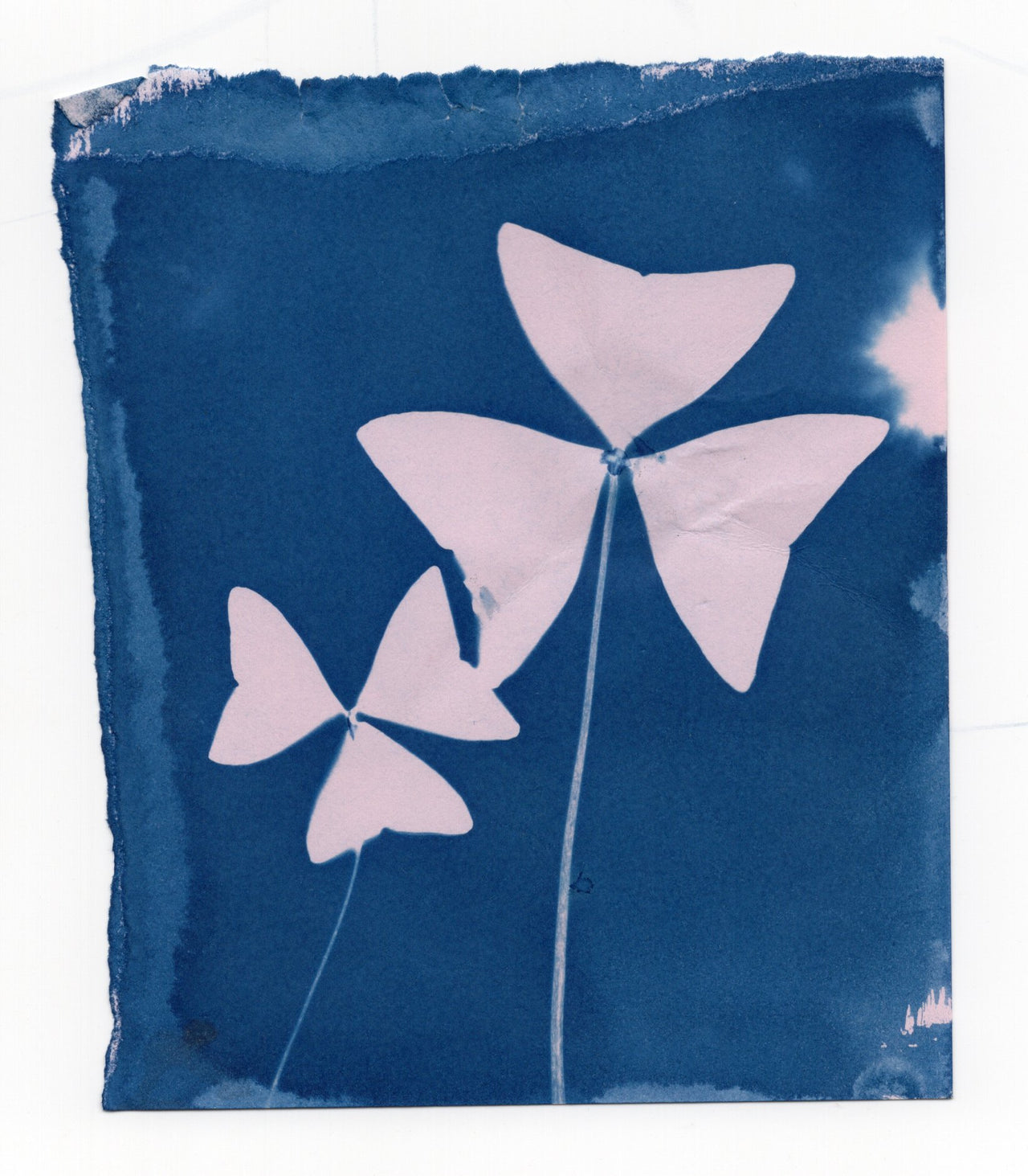 6x8"  | Original Cyanotype Prints | Ready to Ship