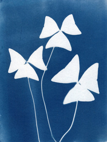 Mystery Cyanotype