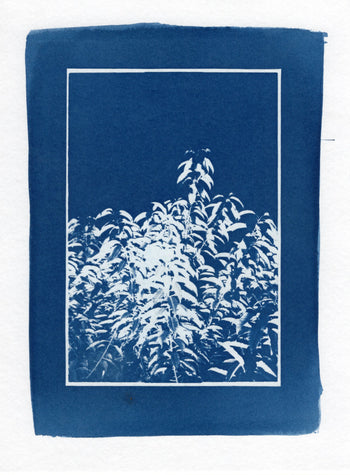 6x8"  | Original Cyanotype Prints | Ready to Ship