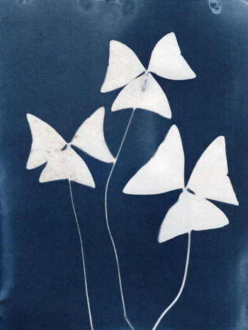 6x8"  | Original Cyanotype Prints | Ready to Ship