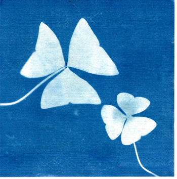 Mystery Cyanotype
