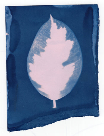 Mystery Cyanotype