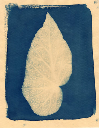 Mystery Cyanotype