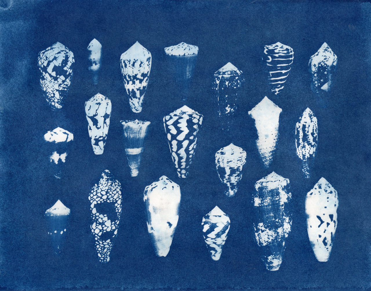 Theme: Sea Shells | Original Cyanotypes | Ready to Ship