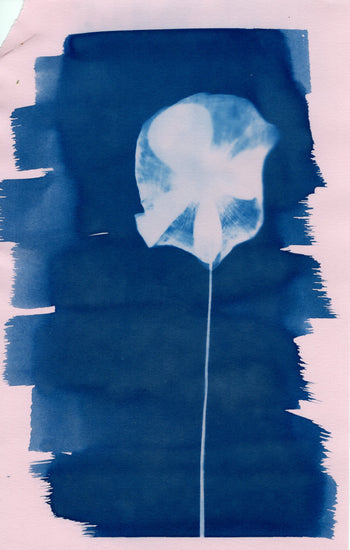 Mystery Cyanotype