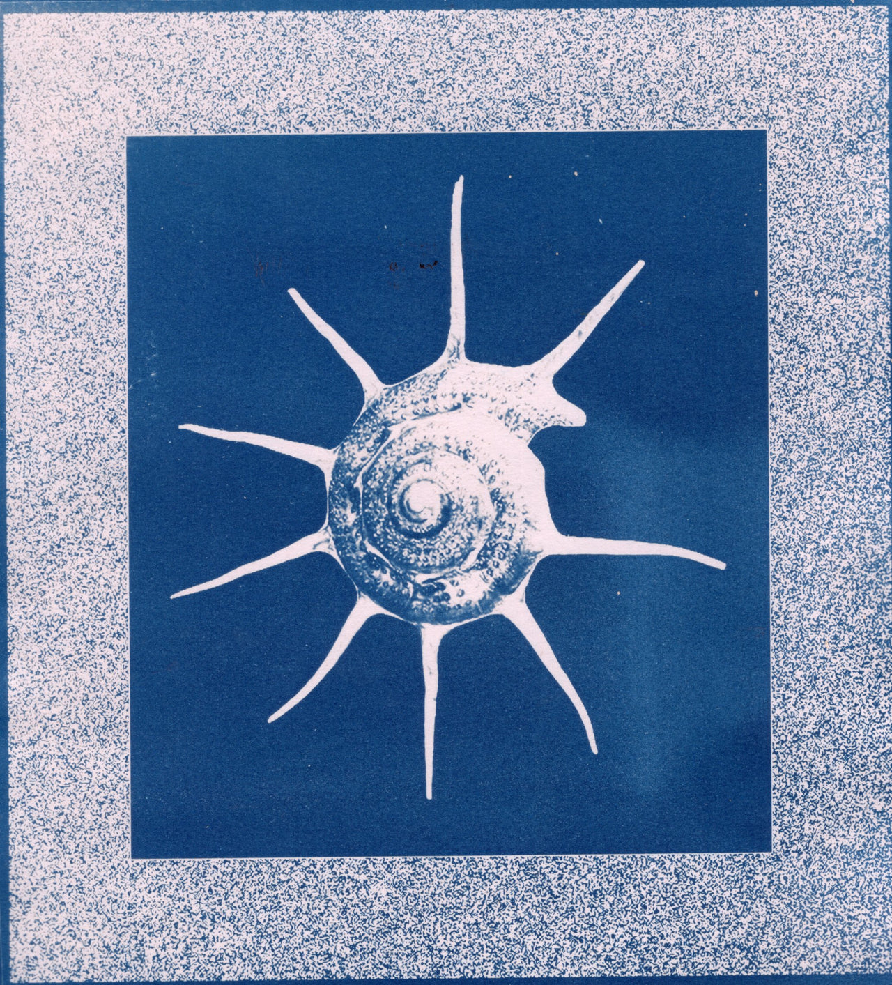 Nautilus #2, 2026 | Original Cyanotype Print | Ready to Ship