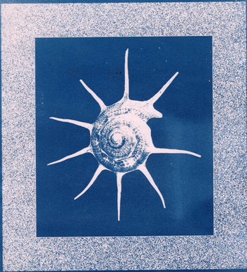 Nautilus #2, 2026 | Original Cyanotype Print | Ready to Ship