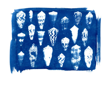 Sea Shells #1 | Original Cyanotypes | Ready to Ship