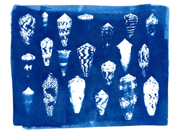 Sea Shells #1 | Original Cyanotypes | Ready to Ship