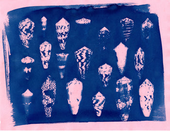 Sea Shells #1 | Original Cyanotypes | Ready to Ship