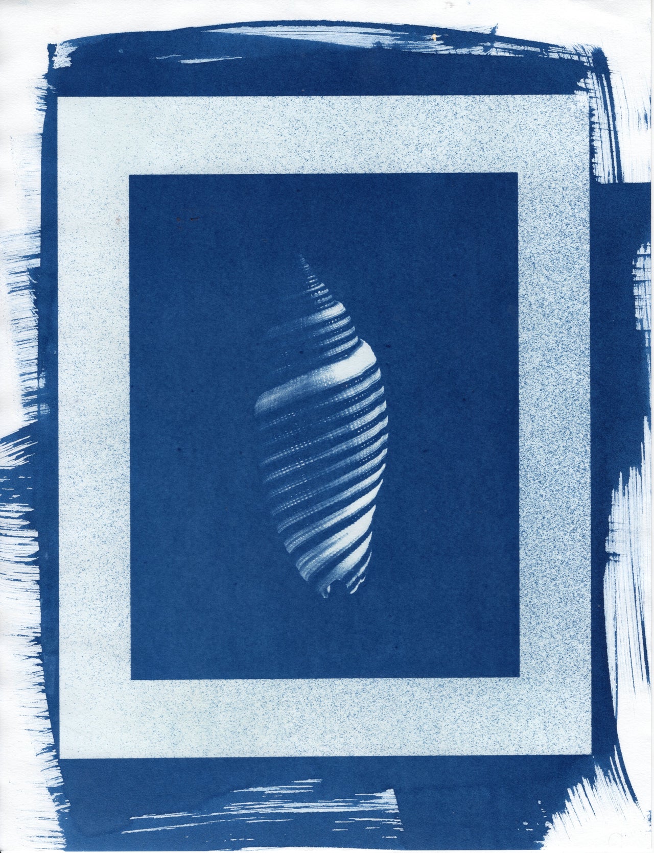 Cone Shell, 2026 | Original Cyanotype Print | Ready to Ship
