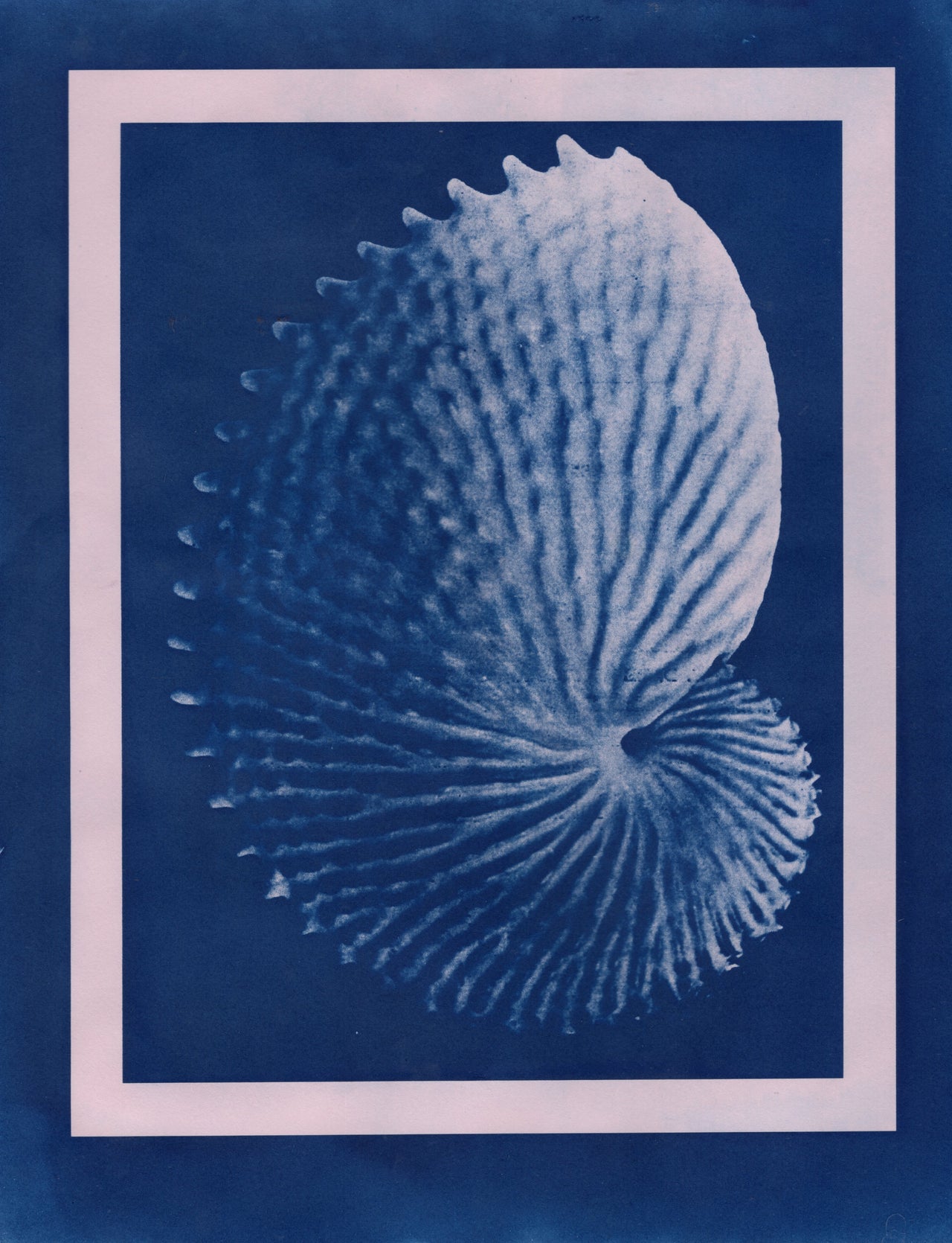 Nautilus, 2026 | Original Cyanotype Print | Ready to Ship