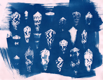 Sea Shells #1 | Original Cyanotypes | Ready to Ship
