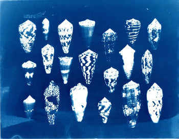 Sea Shells #1 | Original Cyanotypes | Ready to Ship