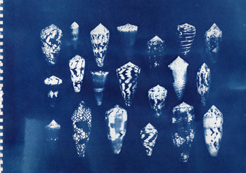 Sea Shells #1 | Original Cyanotypes | Ready to Ship