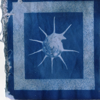 Nautilus #2, 2026 | Original Cyanotype Print | Ready to Ship