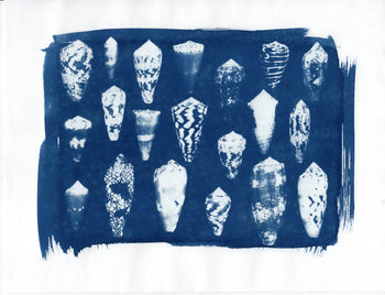 Sea Shells #1 | Original Cyanotypes | Ready to Ship