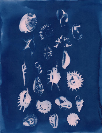 Sea Shells #2, 2026 | Original Cyanotype Print | Ready to Ship