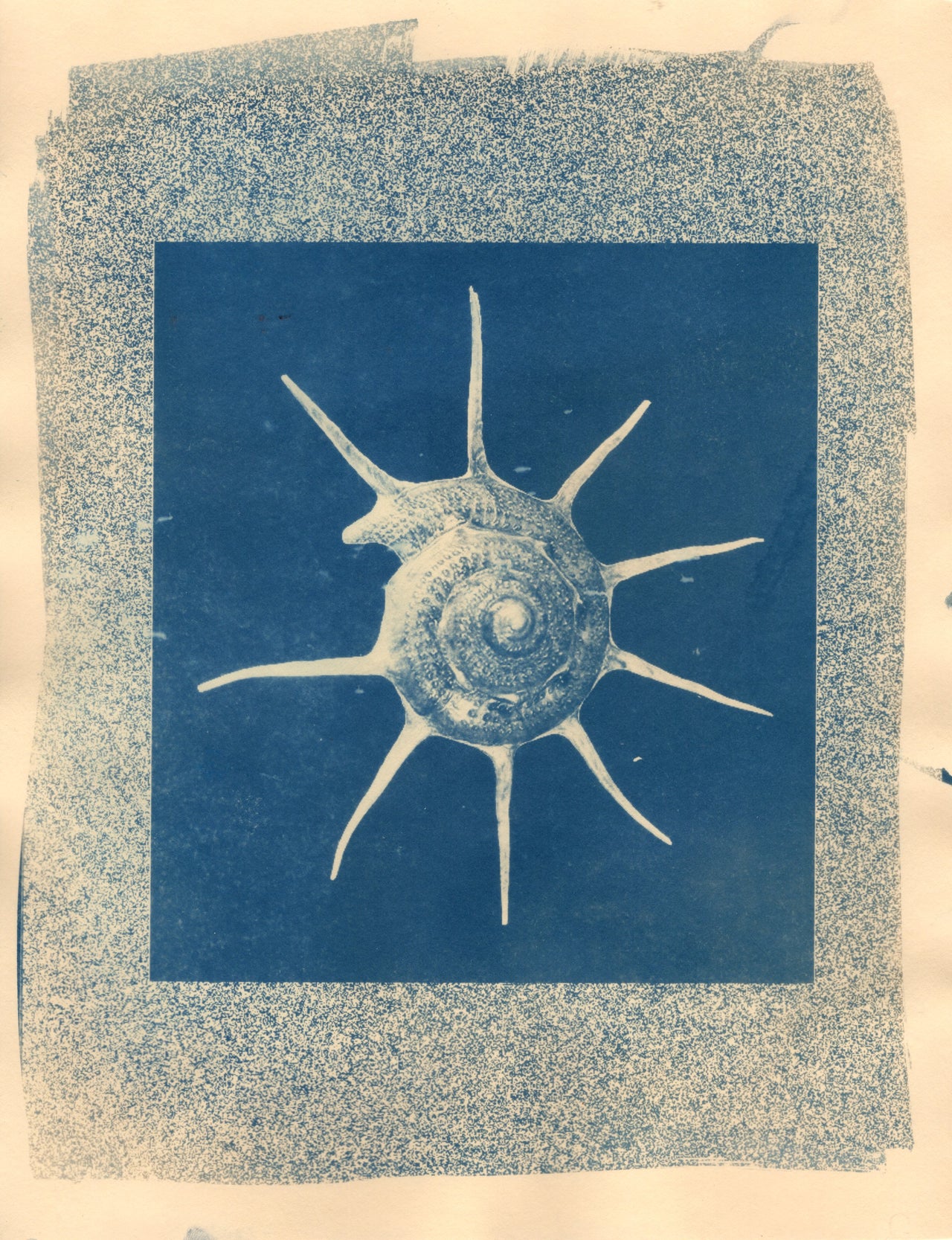 Nautilus #2, 2026 | Original Cyanotype Print | Ready to Ship